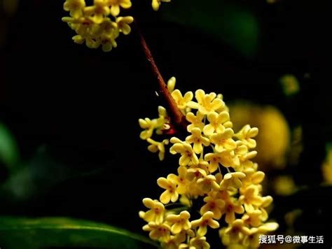 桂林桂花|桂花文化